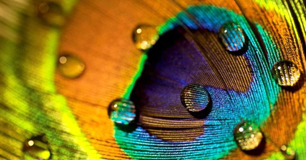 Las plumas de pavo real son impresionantes. También pueden emitir vigas láser