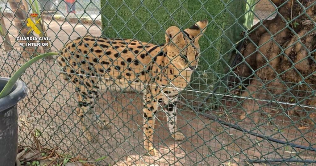 El sitio web lleva a la policía a una tienda ilegal de mascotas en España con más de 150 animales exóticos, incluidas especies en peligro de extinción