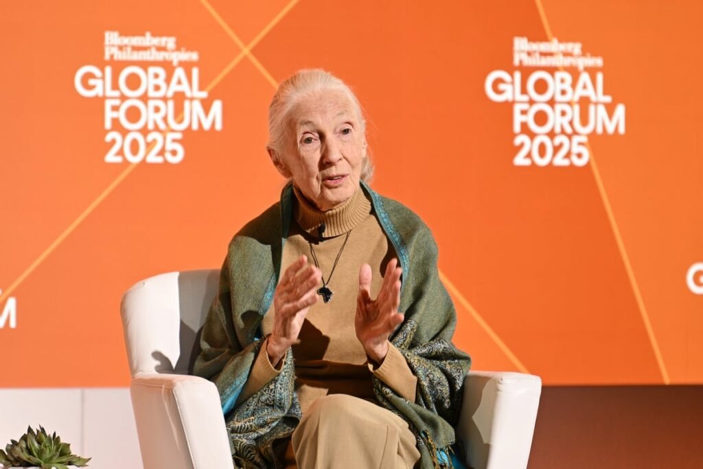 Jane Goodall, conservacionista que transformó nuestra comprensión de los chimpancés, muere en 91