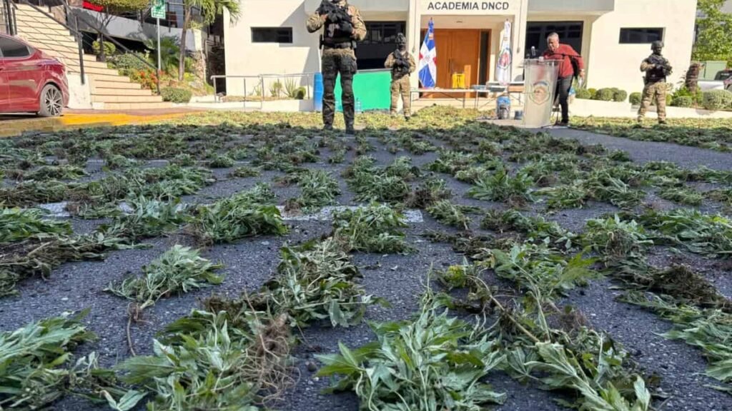 Decomisan 1,835 plantas de marihuana en Baní