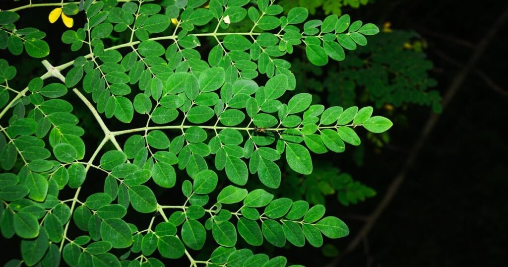 La FDA investiga un brote de Salmonella relacionado con el polvo de moringa