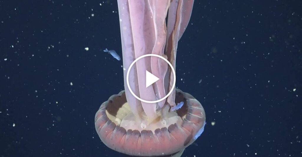 Rara jalea fantasma gigante detectada en aguas profundas cerca de Argentina
