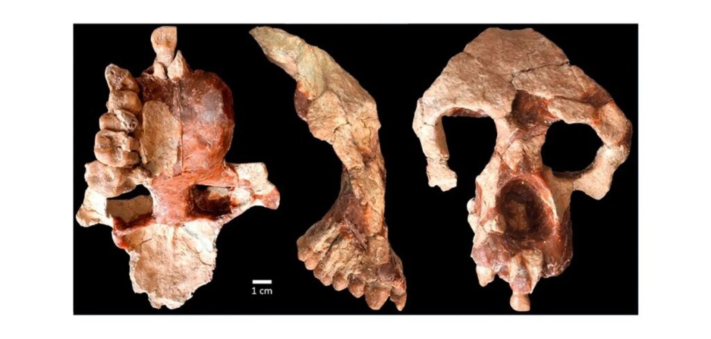 El fósil de una nueva especie de simio en Egipto redefine el origen de los simios modernos