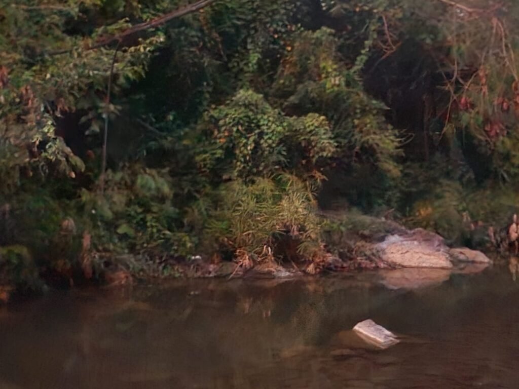 El guanillo: planta usada como papel en el Antiguo Egipto que también crece en suelo dominicano