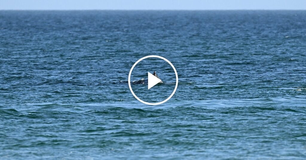 Rescatistas liberan a ballena jorobada varada frente a la costa alemana