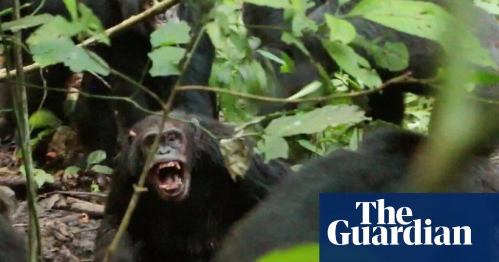 Chimpancés salvajes registrados librando una ‘guerra civil’ con ataques coordinados entre dos grupos | primatología Chimpancés salvajes registrados librando una 'guerra civil' con ataques coordinados entre dos grupos | primatología