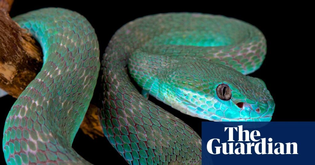 ¿Puedes solucionarlo? ¿Eres tan inteligente como una serpiente?