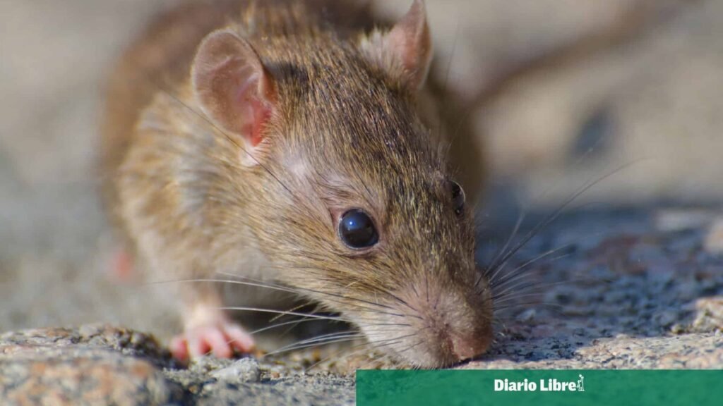 Casos positivos de leptospirosis superan el doble que en 2025 Casos positivos de leptospirosis superan el doble que en 2025