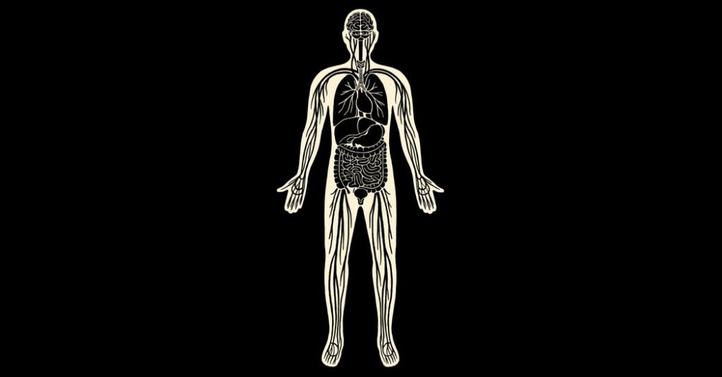 Dentro del intersticio, los caminos ocultos del cuerpo humano