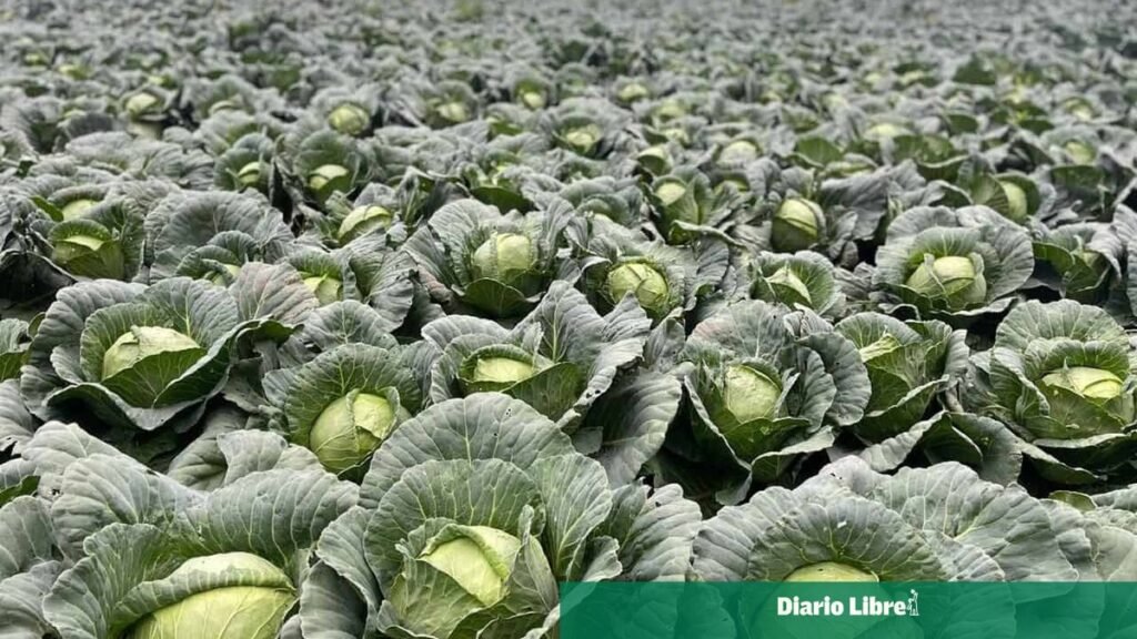 Intervención del Gobierno solicitada por agricultores de Constanza