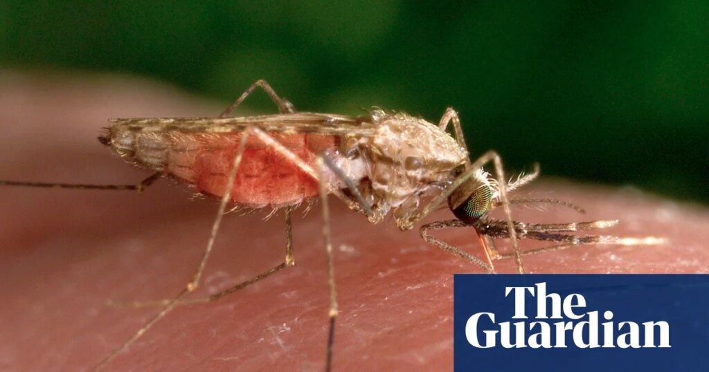 Los mosquitos pueden sentirse atraídos por el repelente de insectos, sugiere un estudio | investigacion medica Los mosquitos pueden sentirse atraídos por el repelente de insectos, sugiere un estudio | investigacion medica