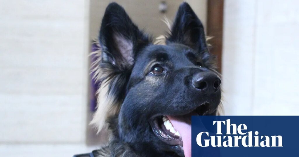 'Necesitábamos un Hitler que realmente vibrara con el perro': conoce a Lexie, la primera directora de fotografía del mundo | Película