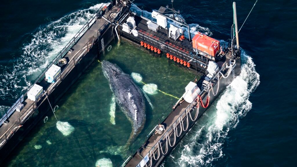 Timmy, la ballena jorobada, encontrada muerta frente a la costa danesa: NPR
