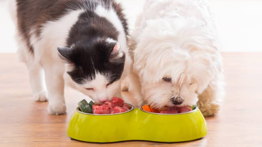 Especialistas llaman a fortalecer la alimentación de mascotas en República Dominicana