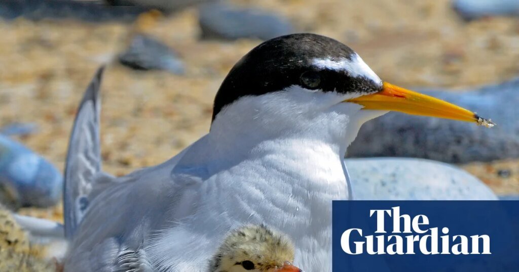 Grandes beneficios para los pequeños charranes: cómo la reserva de Lindisfarne está ayudando a un ave rara a sobrevivir al turismo | Aves