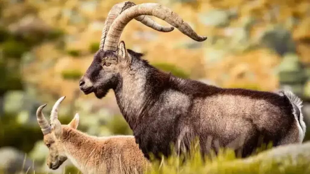 Nacen tres cabras montesas por fecundación in vitro obtenidas a partir de animales muertos Foto de referencia