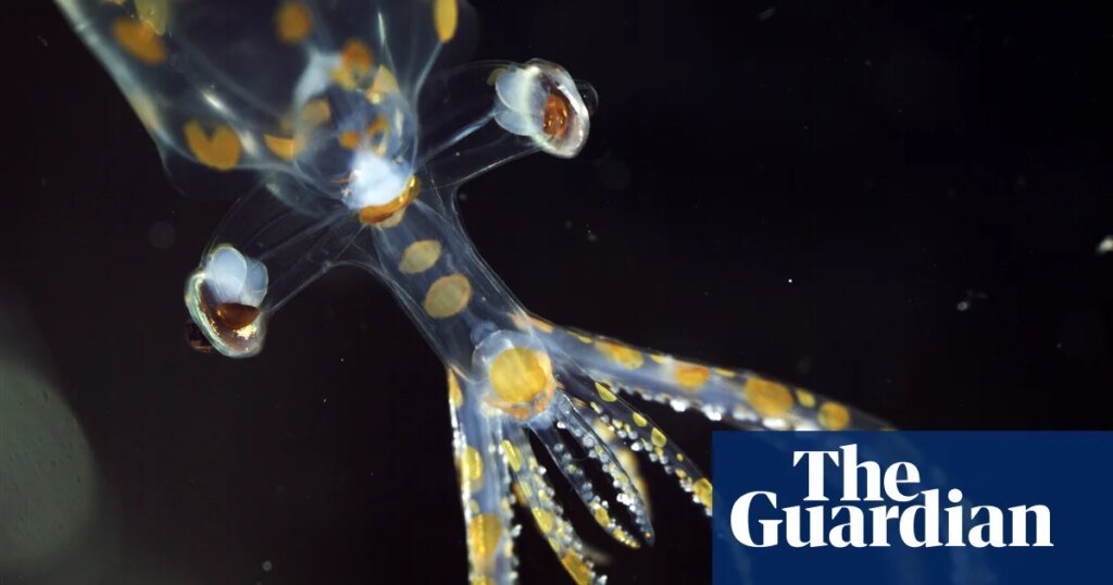 'Repleto de animales increíbles': expedición marina descubre 31 nuevas especies en dos semanas | Vida marina