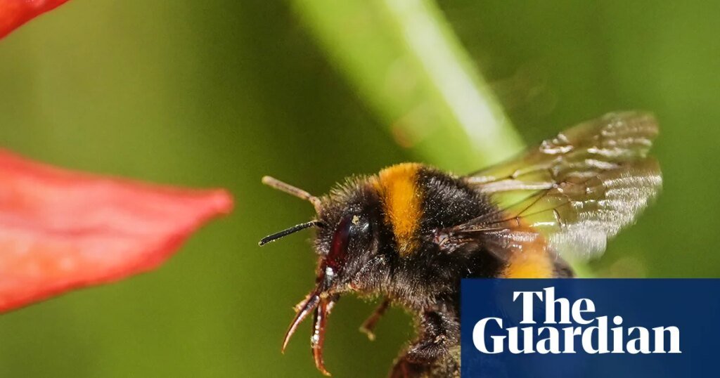 'Siempre me sorprenden': las abejas pueden usar herramientas para resolver problemas, según un estudio | abejas