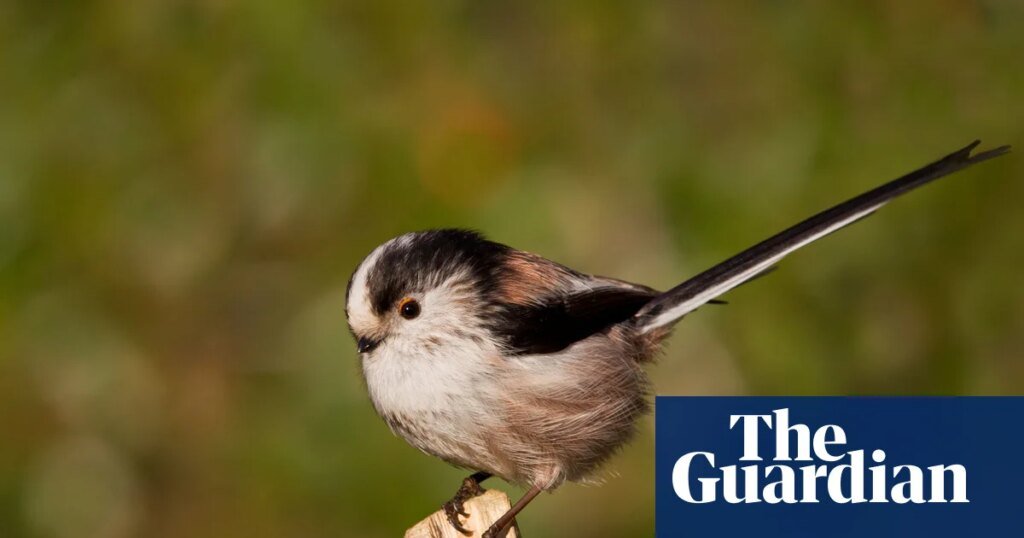 ‘Un descanso del desplazamiento’: cómo la Generación Z se enamoró de la observación de aves – podcast | Ciencia 'Un descanso del desplazamiento': cómo la Generación Z se enamoró de la observación de aves – podcast | Ciencia