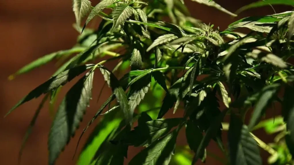 La Suprema Corte de México permite cannabis en alimentos para consumo recreativo Hojas de cannabis.